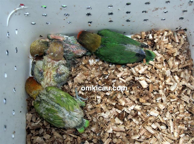 Breeding lovebird Excellent BF Jogja