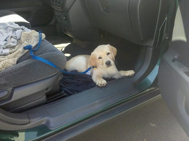 Dublin Dog Car