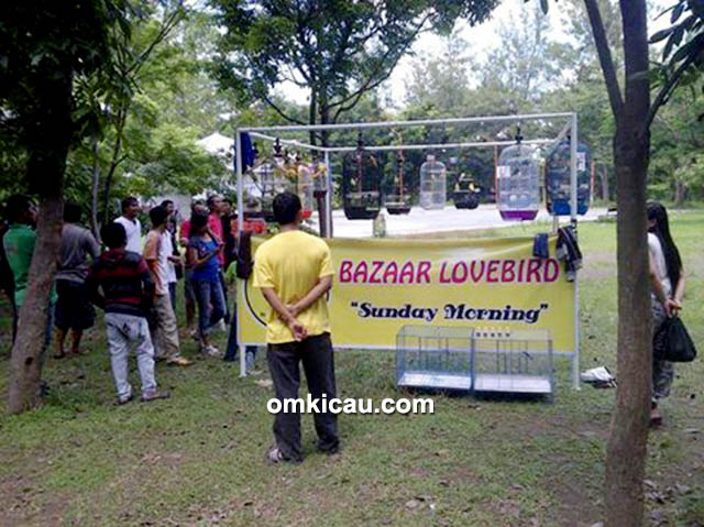 Bazaar lovebird