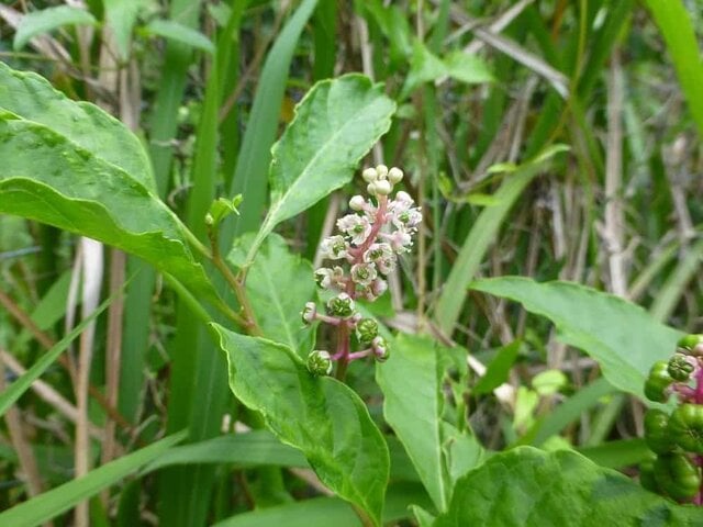 pokeweed flowers (Phytolacca americana)