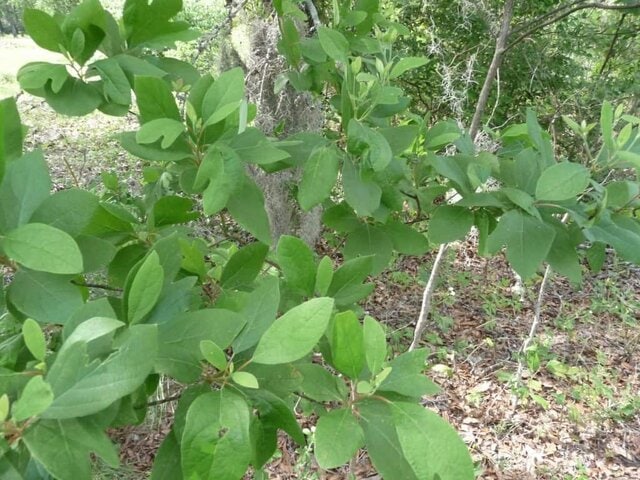 sassafras (Sassafras albidum)