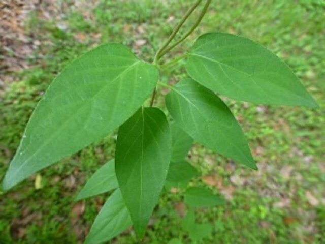 skunk vine (Paederia foetida)