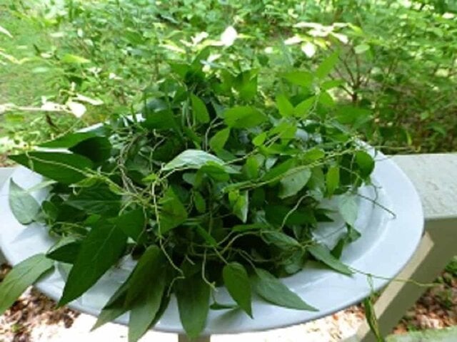 skunk vine (Paederia foetida)