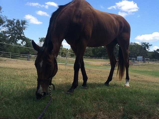 Grazing Saturday