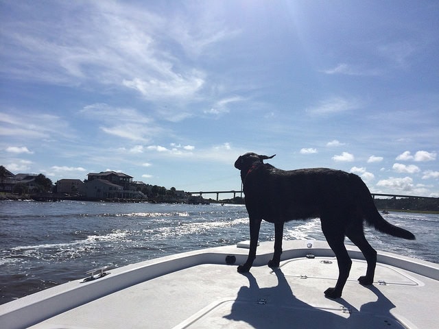 Happy sea dog is happy