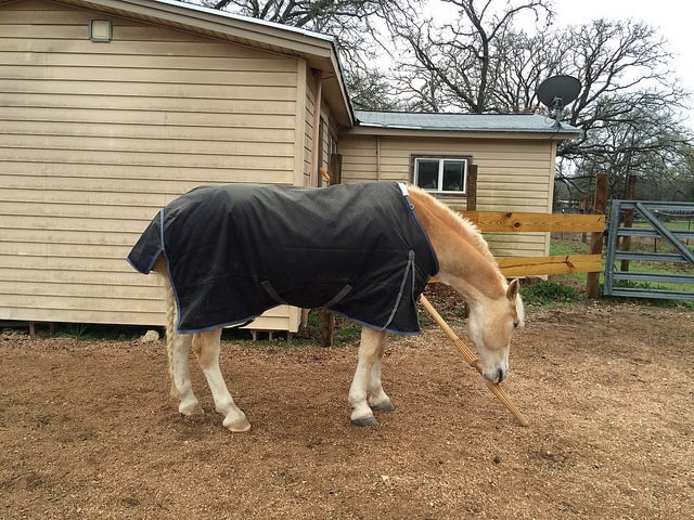 Paddy wants to try Jousting himself