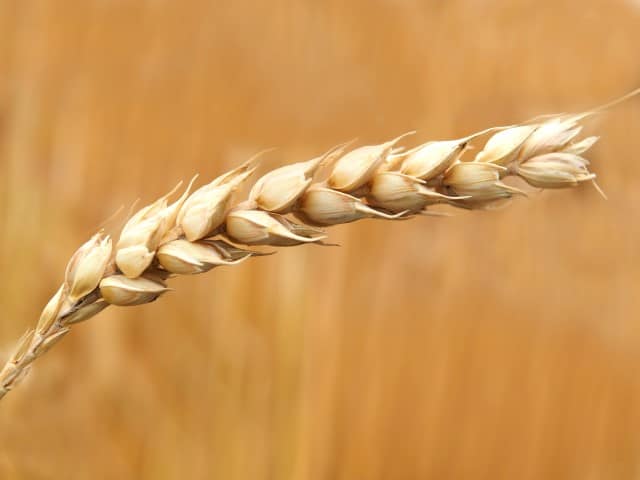 Closeup of wheat spike with ripe grains