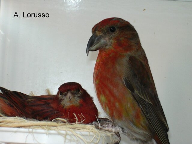 Red Crossbill dan kenari