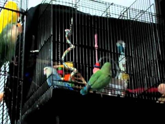 Burung lovebird lepas yang menghampiri sangkar untuk meminta makanan