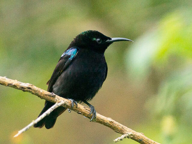 Burung madu hitam