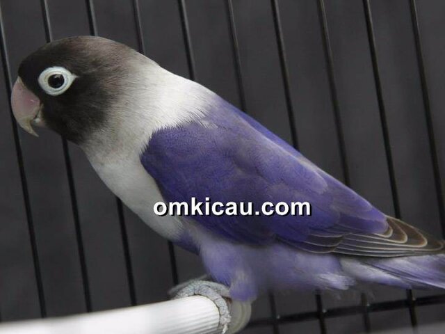 Burung lovebird yang rentan alami over birahi