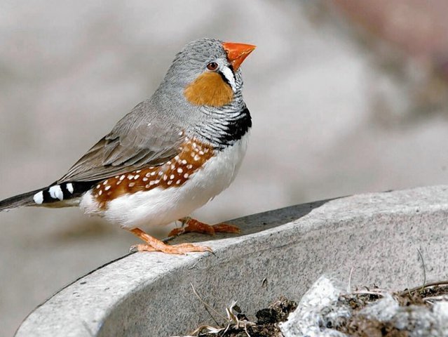 Zebra finch