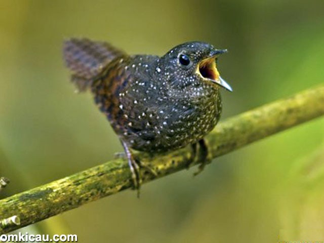 spesies burung baru - Spotted wren-babbler