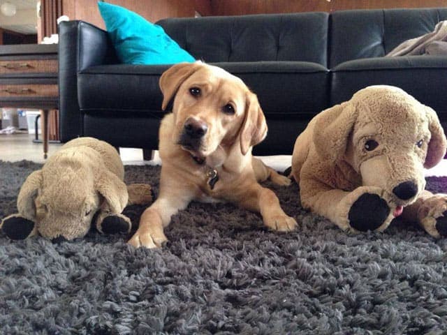 Puppy Clone Wars