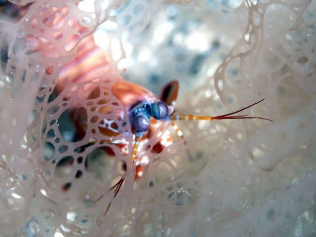 cool critters, cool critters under the sea, fascinating cool critters, thailand's andaman sea, shrimp