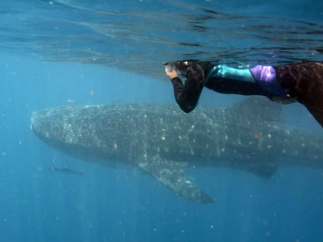 whale shark day, whale shark, whale sharks, marine megafauna foundation, travels with tam