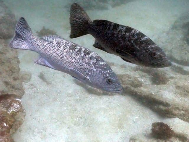 tornado of fish, cabo pulmo, red travel mexico