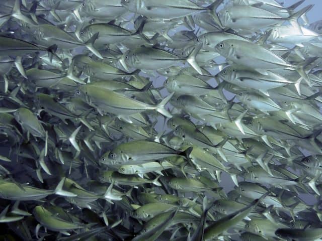 tornado of fish, cabo pulmo, red travel mexico