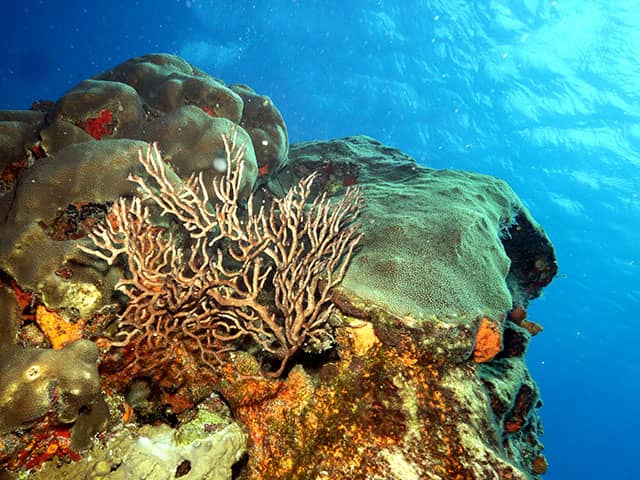 dive operators in Cozumel, best of cozumel diving, cozumel diving, 2 tank boat dive, cozumel, mexico