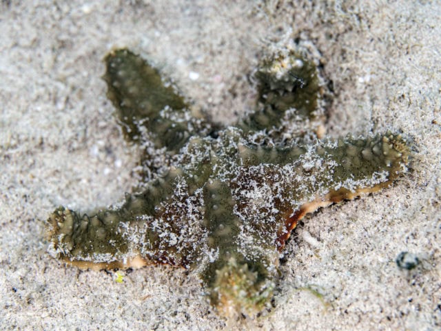 tiny critters, amazing tiny critters, dive, scuba, cozumel
