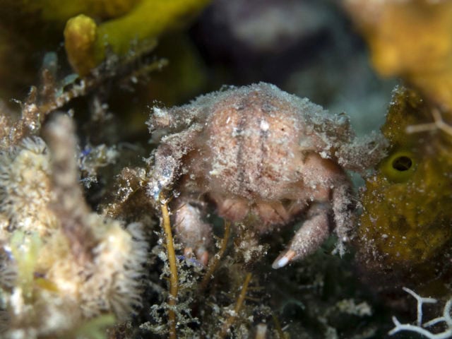 tiny critters, amazing tiny critters, dive, scuba, cozumel