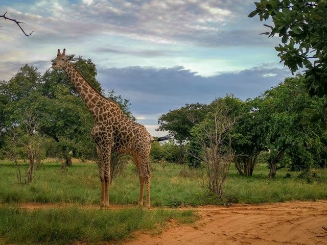 Giraffe Chobe national park