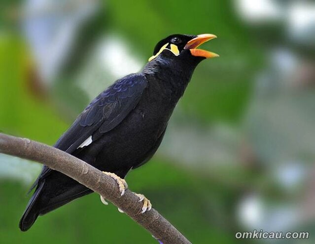 Burung beo