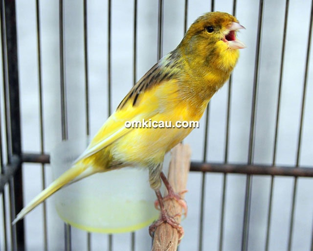 Kenari Band milik Bandri