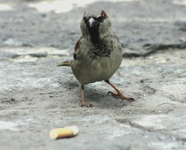 BURUNG GEREJA TERTANGKAP KAMERA SEDANG MENDEKATI PUNTUNG ROKOK.