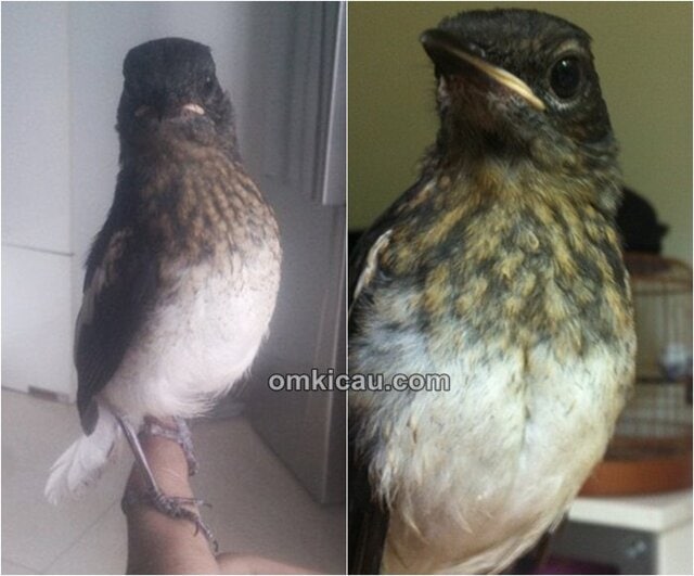 Burung kacer jantan