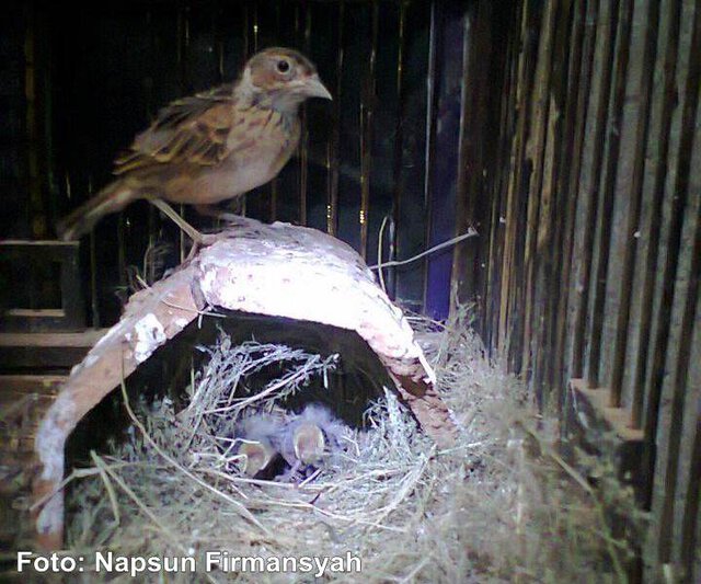 Menangkar burung branjangan