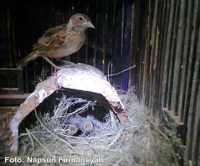 Sukses Menangkar Burung Branjangan Ala Om Napsun Firmansyah Om Kicau