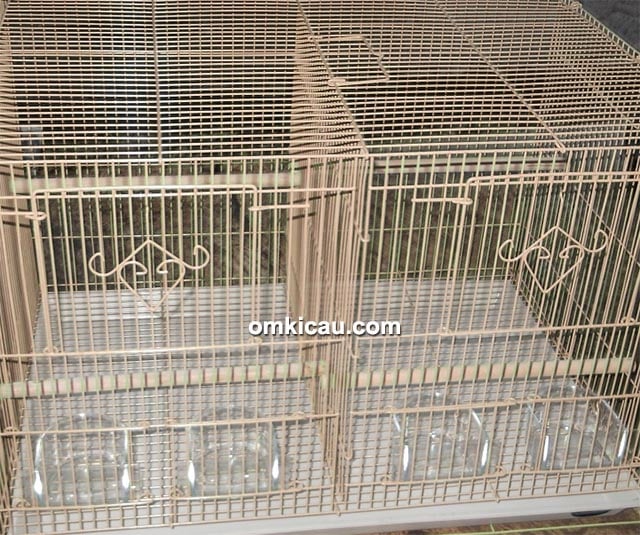 kandang breeding cucak ijo