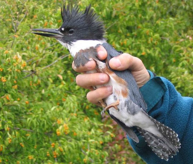 Belted kingfisher