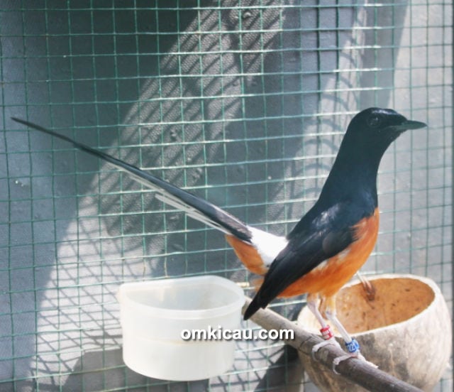 Breeding murai batu Mulyono BF Depok
