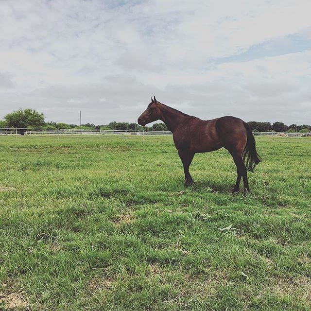 Mystery horse included so people realize I haven't sent him back so far