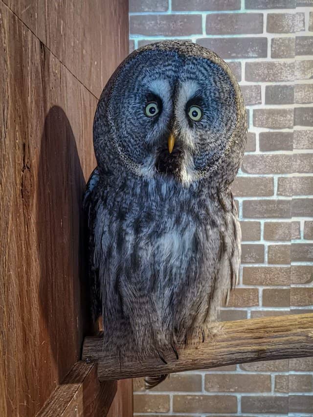 Owl cafe Osaka japan