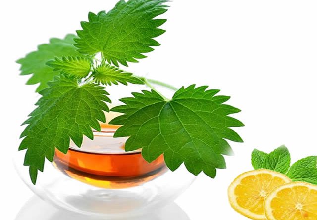 Sirup I Sok Od Koprive Recept Upotreba Za Anemiju I Bolje Zdravlje Creativabox Com