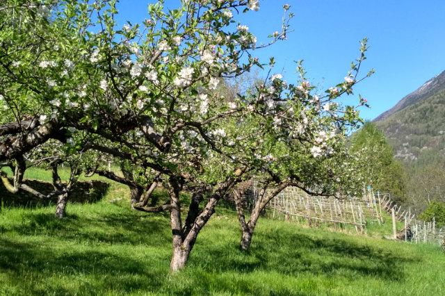 Frutteto-i-migliori-libri-per-la-cura-degli-alberi-da-frutto Frutteto-i-migliori-libri-per-la-cura-degli-alberi-da-frutto