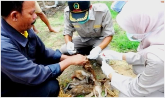 Petugas memeriksa itik yang mati mendadak di Desa Pakijangan, Brebes.