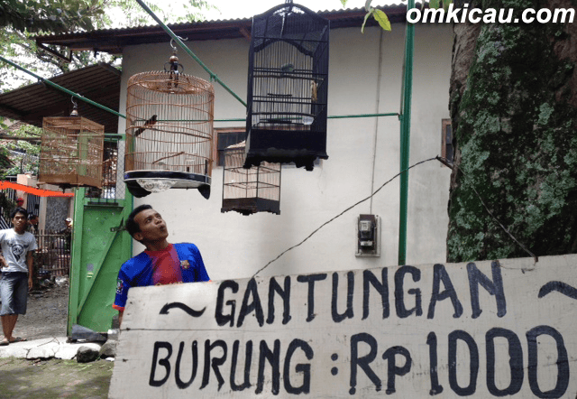 GANTANGAN UTAMA: CUKUP BAYAR RP 1.000> BANYAK BURUNG JUARA LAHIR' DI SINI.