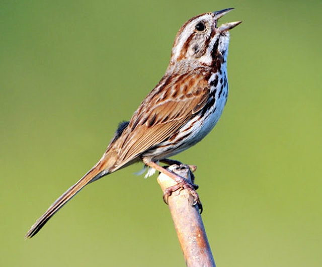 Song-sparrows (Melodia)