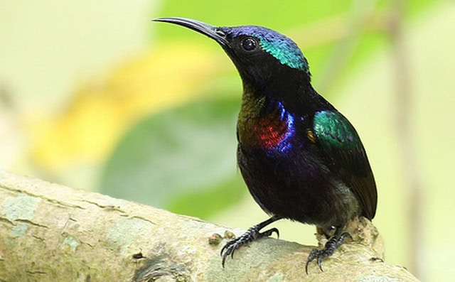 Burung-madu bakau (Nectarinia calcostetha)