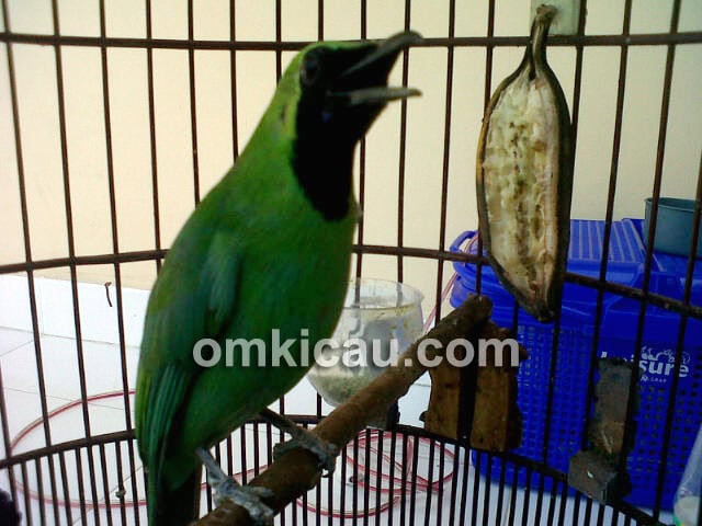 cucak hijau jawara