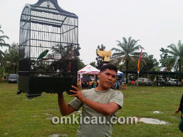 Cucak hijau King Kopral