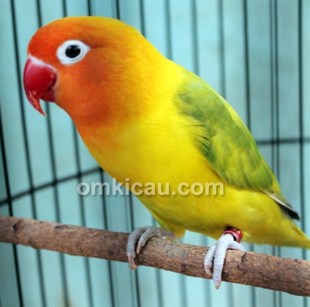 Lovebird Bule milik U-Bye