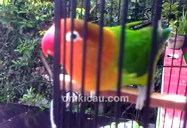 Download suara burung lovebird Star Melinda Download suara burung lovebird Star Melinda