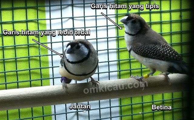 Beda jantan dengan betina burung finch owl