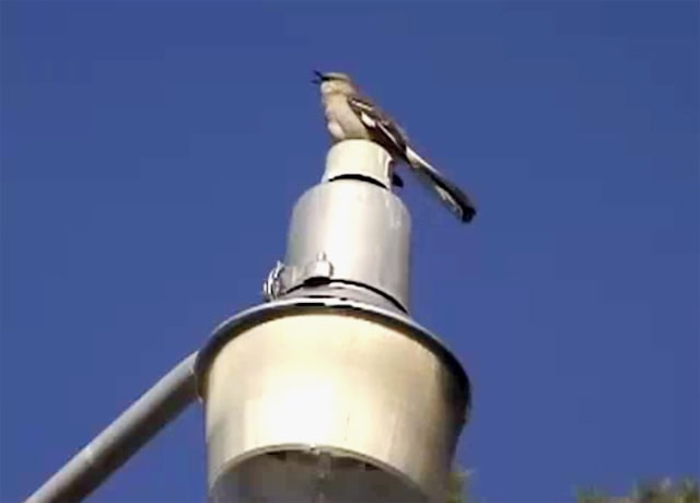 Burung northern mockingbird