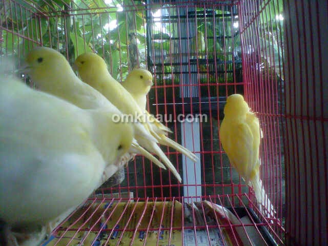 Raja Parkit Bume BF Kebumen